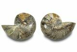 Jurassic Cut & Polished Nautilus (Cymatoceras) Fossil -Madagascar #283121-1